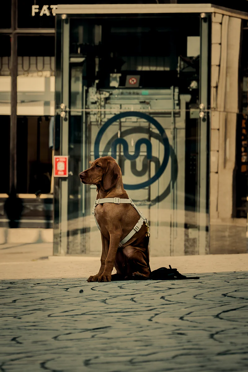 Brown dog sitting alone on city sidewalk in front of glass facade in Porto (Pruun koer istub üksi linnatänaval klaasfassaadi ees Portos)