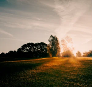 Sunlight illuminating grass field with tree silhouette in Kõrveküla, Tartu (Kõrveküla loojang Tartus – valguse ja varju kontrast)