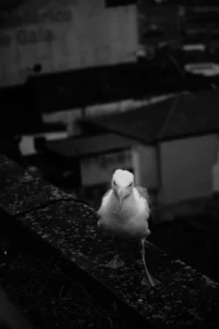 Seagull standing on stone ledge in black and white urban setting (Kajakas seisab kivipiirdel mustvalges linnakeskkonnas)